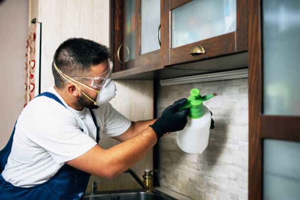 Best Flea Control Services  in Chleston, AR