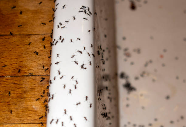 Best Termite Control Services  in Chleston, AR