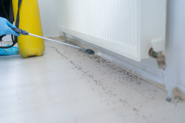 Best Affordable Pest Control Services  in Chleston, AR